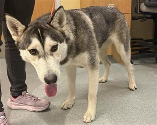 RAPIDASH - Siberian Husky available for adoption