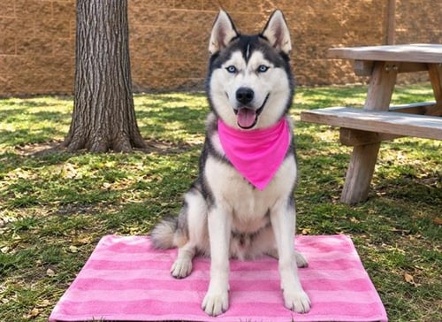 RAPIDASH - Siberian Husky available for adoption