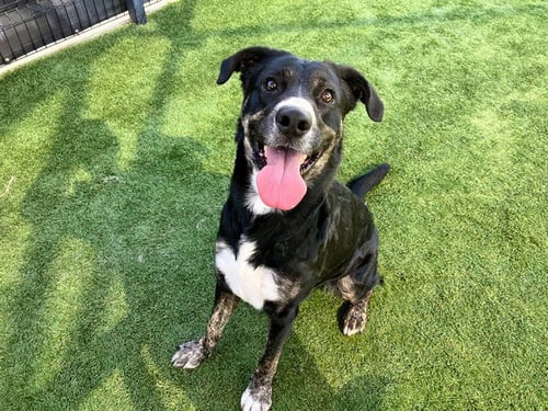 JENNIE - Labrador Retriever / Border Collie available for adoption