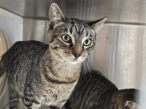 BUFFALO BILL - Domestic Short Hair for adoption in Santa Ana