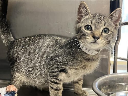 BUFFALO BILL - Domestic Short Hair available for adoption