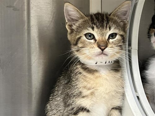 HULK - Domestic Short Hair available for adoption
