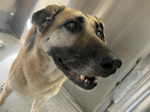 ALBA - German Shepherd Dog available for adoption