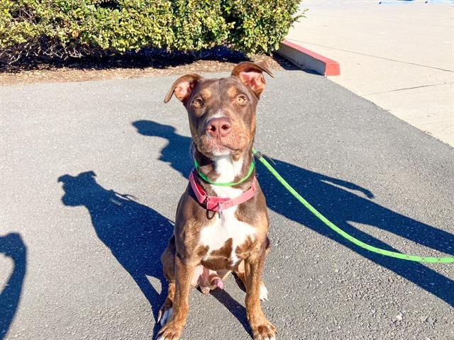 STEWIE - Pit Bull Terrier available for adoption