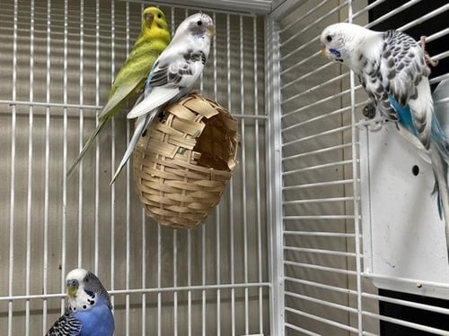 AZURE - Budgie/Budgerigar available for adoption