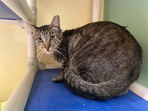 KORBEN - Domestic Short Hair available for adoption