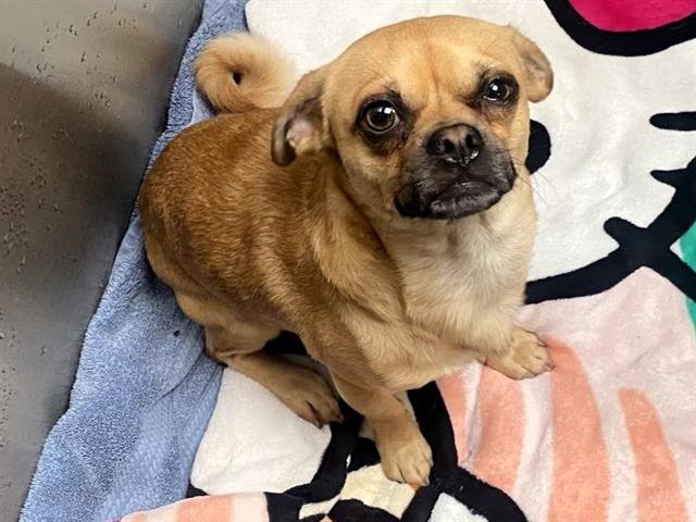 DANNY - Pug / Chihuahua available for adoption