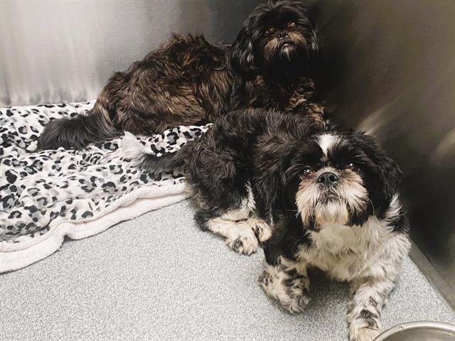 LYNNE - Shih Tzu available for adoption