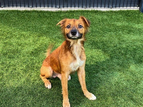 JIMMY BONES - Chihuahua / Papillon available for adoption