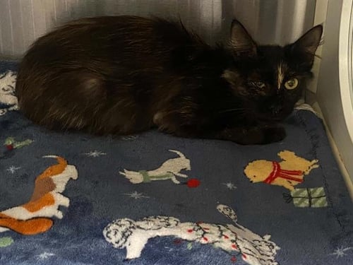 LINDY - Domestic Short Hair available for adoption