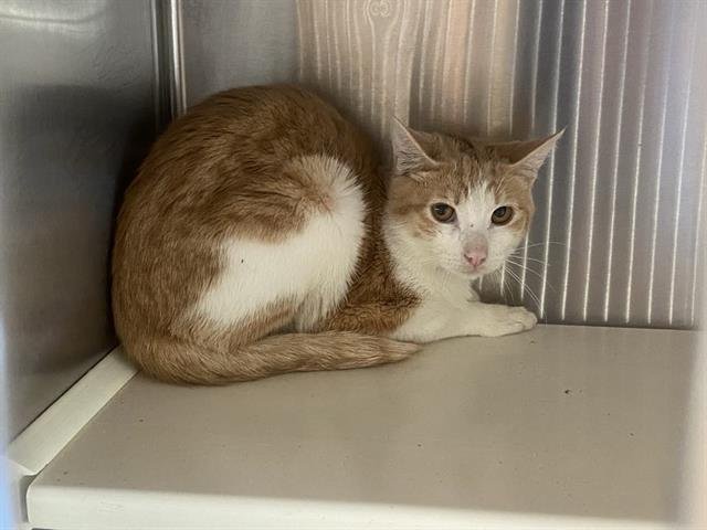 OSCAR - Domestic Short Hair available for adoption