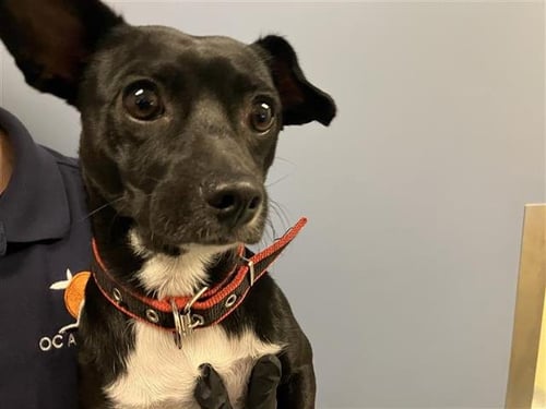 GWAYNE - Chihuahua / Dachshund available for adoption