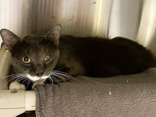 ROBERT - Domestic Short Hair available for adoption