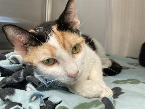 BARBARI - Domestic Short Hair available for adoption