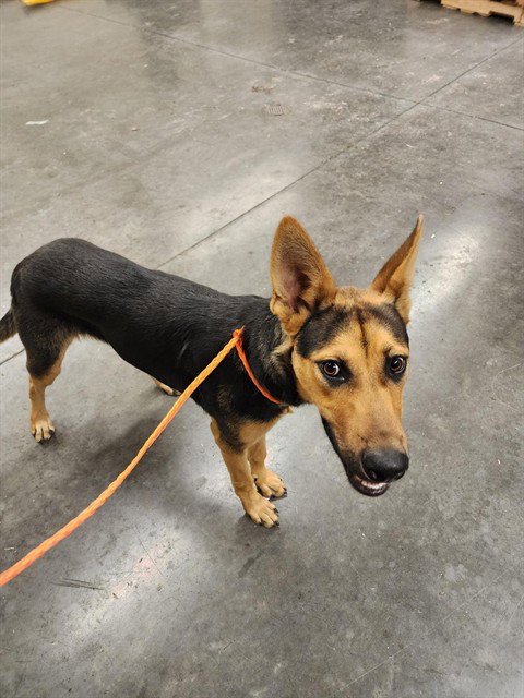 RIKU - German Shepherd Dog available for adoption