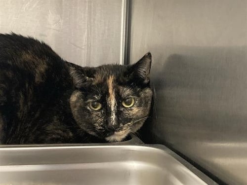 NOVA - Domestic Short Hair available for adoption