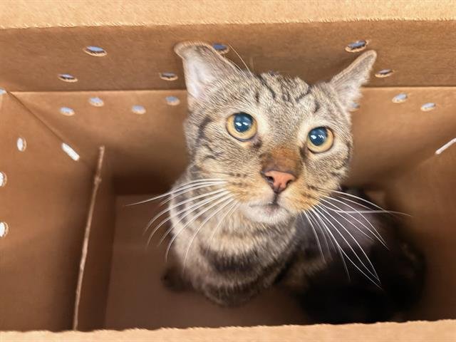 MORRIS - Domestic Short Hair available for adoption