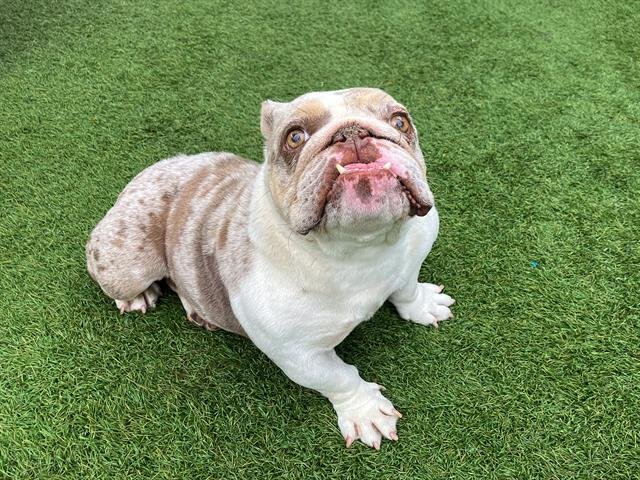 ESMERALDA - English Bulldog available for adoption