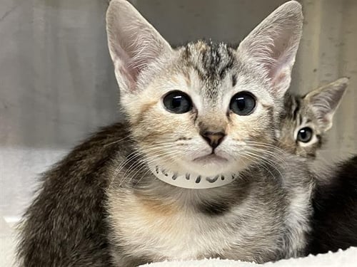 GAMORA - Domestic Short Hair available for adoption