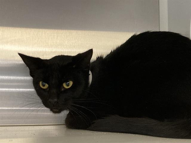 ADDISON - Domestic Short Hair available for adoption