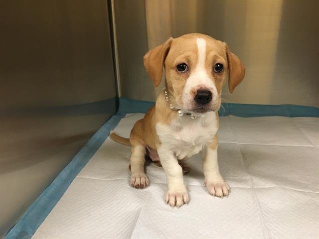 PEARL - Dachshund / Beagle available for adoption