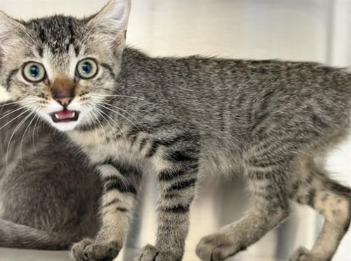 MERYL - Domestic Short Hair available for adoption