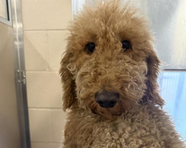 FUZZYWUZZY - Labrador Retriever / Poodle (Standard) available for adoption