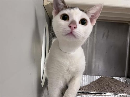 MOMO - Domestic Short Hair available for adoption