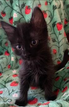 MELI - Domestic Short Hair available for adoption