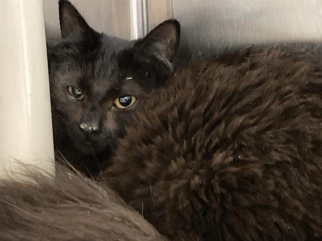 SELENA - Domestic Short Hair available for adoption