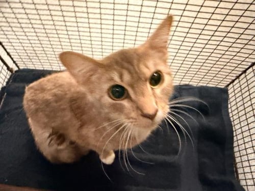 BEX - Domestic Short Hair available for adoption