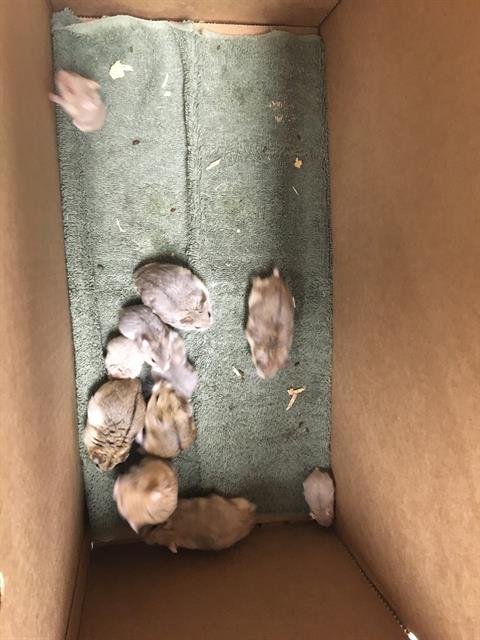 BIBAREL - Hamster available for adoption