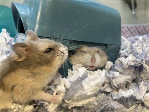 BIBAREL - Hamster available for adoption