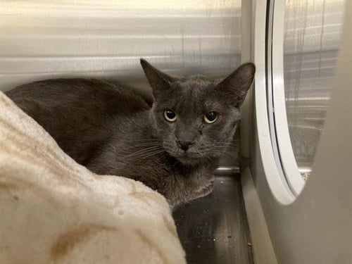 AMBER - Domestic Short Hair for adoption in Santa Ana