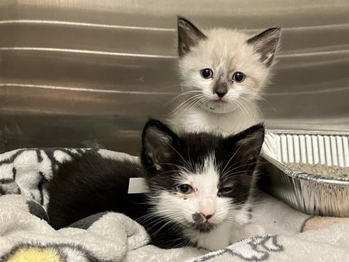 MOCHI - Snowshoe available for adoption