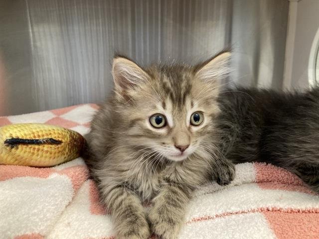 PEREGRINE - Domestic Medium Hair available for adoption