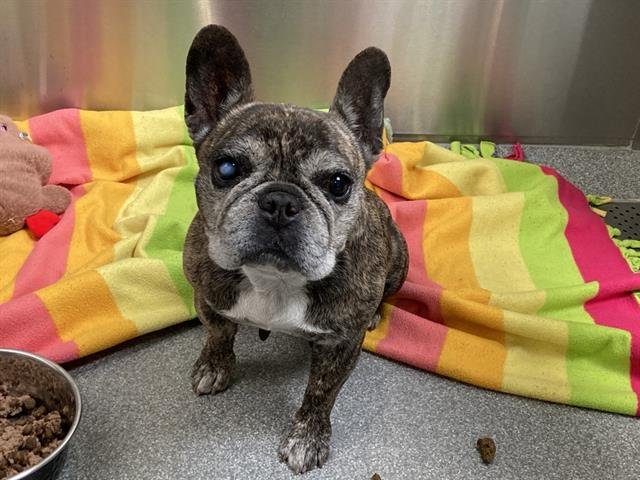 MISS AMERICA - French Bulldog available for adoption