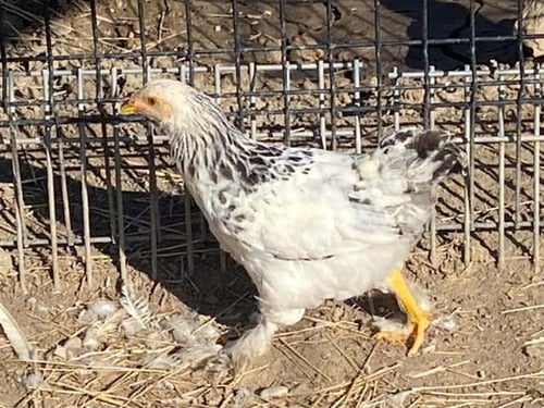 GORDA - Chicken available for adoption
