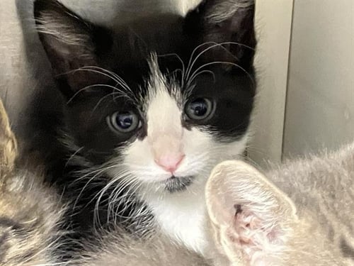 PAPAYA - Domestic Short Hair available for adoption