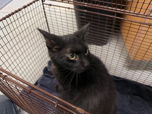 TORA - Domestic Short Hair available for adoption