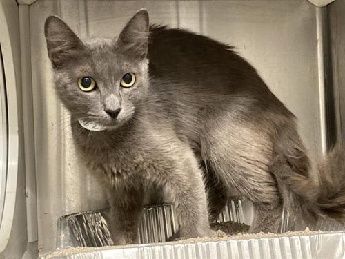SALLY - Domestic Medium Hair available for adoption