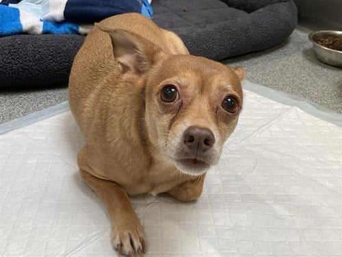 MANDY SMORE - Chihuahua available for adoption