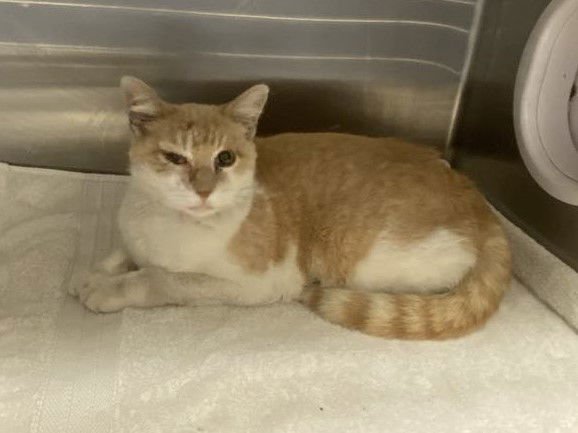 THUNDER BOY - Domestic Short Hair available for adoption