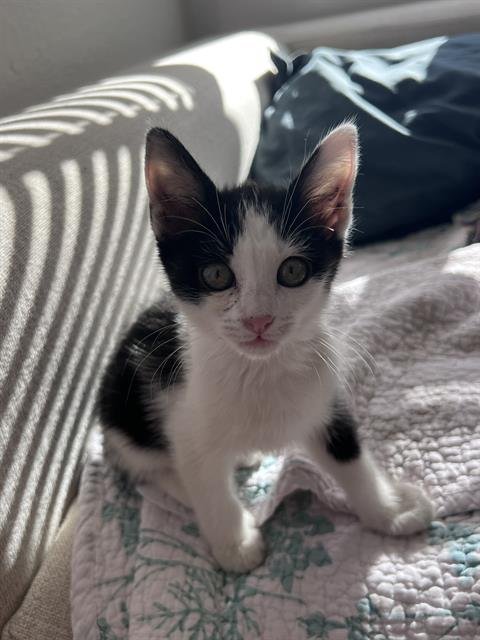 ISABEL - Domestic Short Hair available for adoption