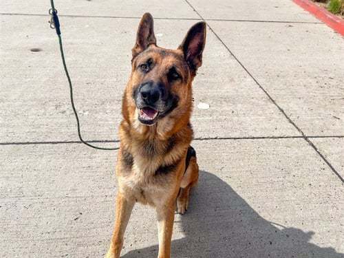 ROODY - German Shepherd Dog available for adoption
