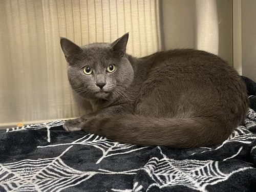 CHARCOAL - Domestic Short Hair available for adoption
