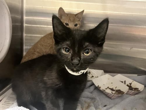VINCENT - Domestic Short Hair available for adoption