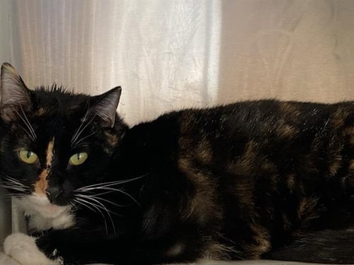 CHAPPELL - Domestic Short Hair available for adoption