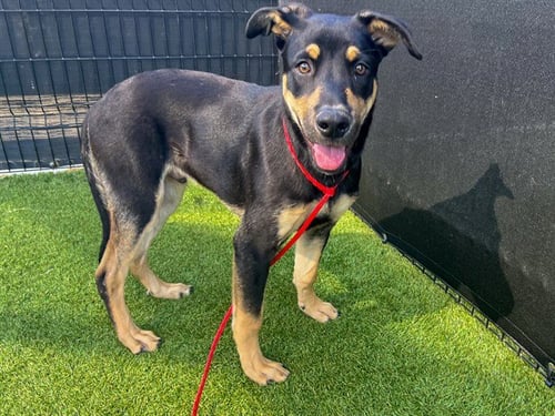 PIPPIN - German Shepherd Dog available for adoption