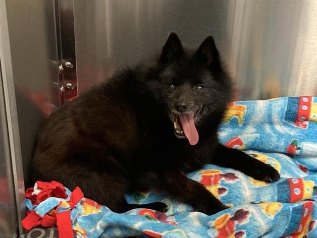 SCOOTER - Schipperke available for adoption